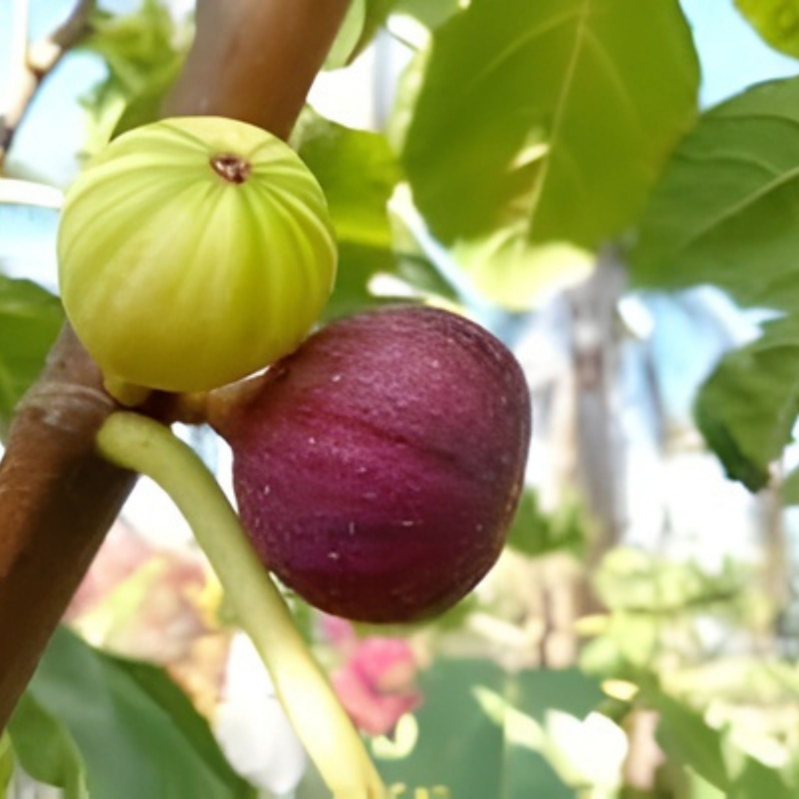 Turkish Fig Tree Cuttings Bursa Siyahi Variety Ficus carica Garden Landscaping Fast Shipping