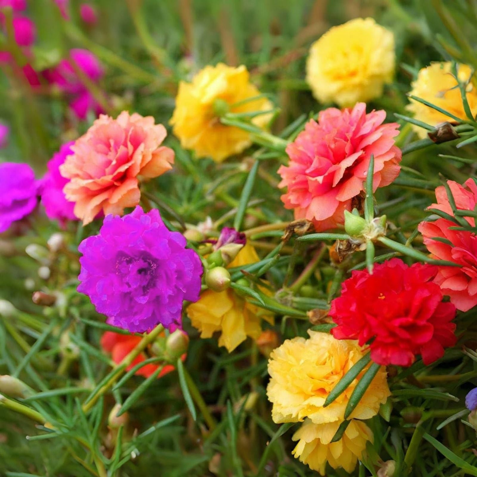 Portulaca Succulent Plants Mixed Colors, Vibrant Ground Cover, Live Plant, Cutting, Starter Plant, Portulaca grandiflora