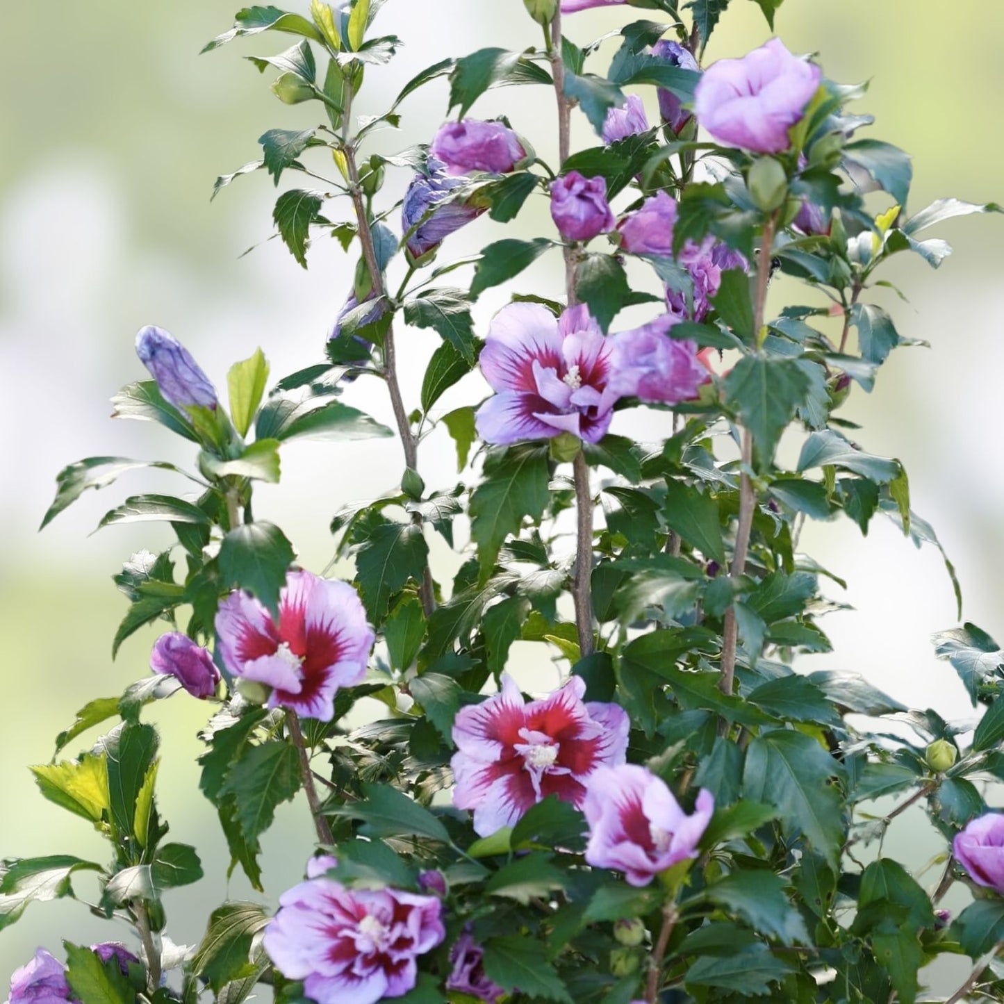 Live Plant Starter Bush Tree – Double Purple Rose of Sharon Hibiscus Althea, Ornamental Shrub, Garden Plant, Fresh Stock