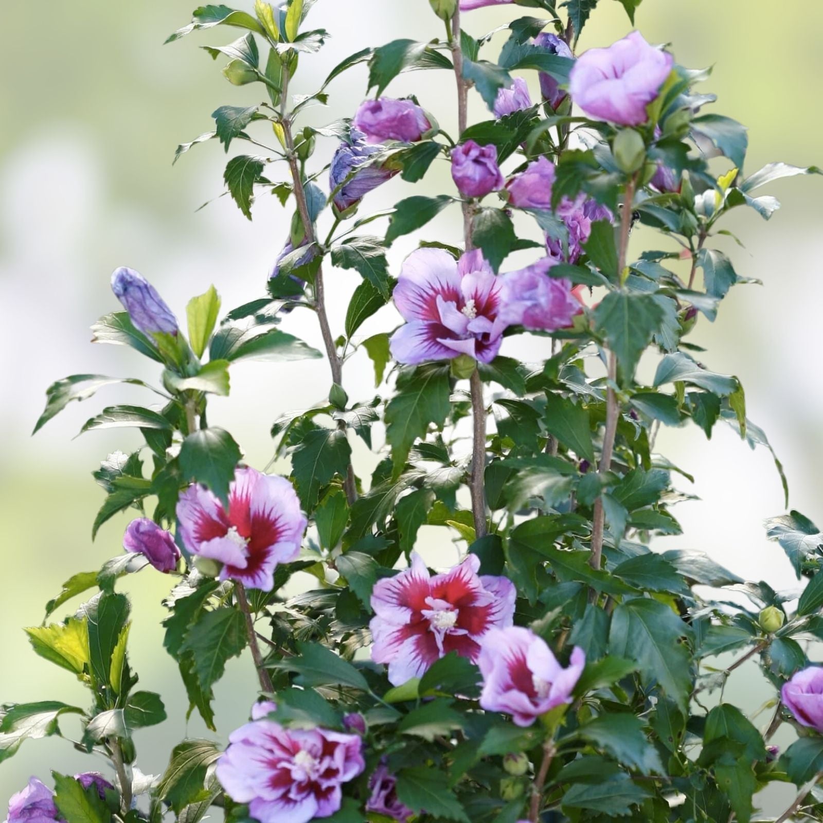 Live Plant Starter Bush Tree – Double Purple Rose of Sharon Hibiscus Althea, Ornamental Shrub, Garden Plant, Fresh Stock