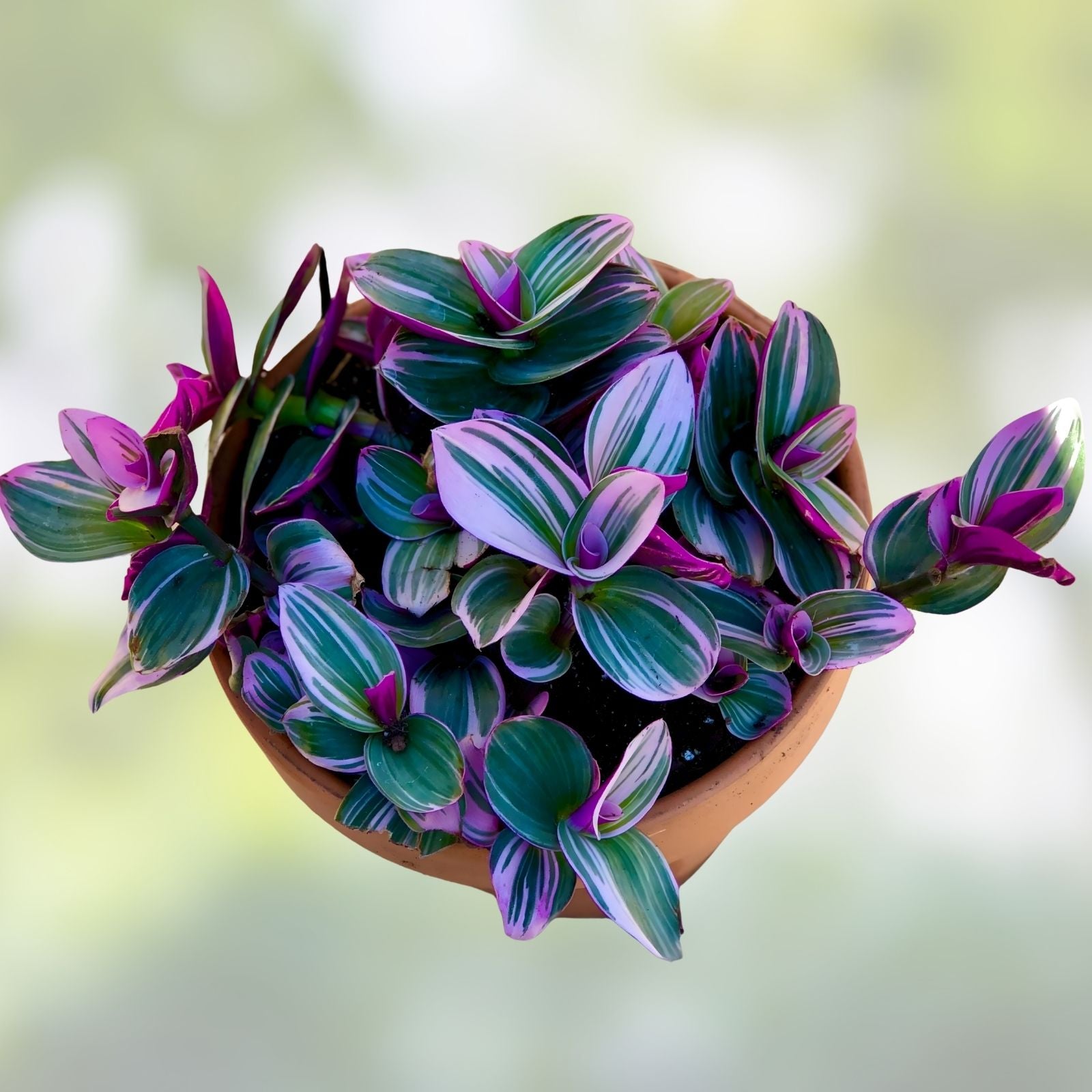 Tradescantia Nanouk Live Houseplant - 2 Rooted Cuttings, Colorful Variegated Foliage, Easy Care Indoor Plant