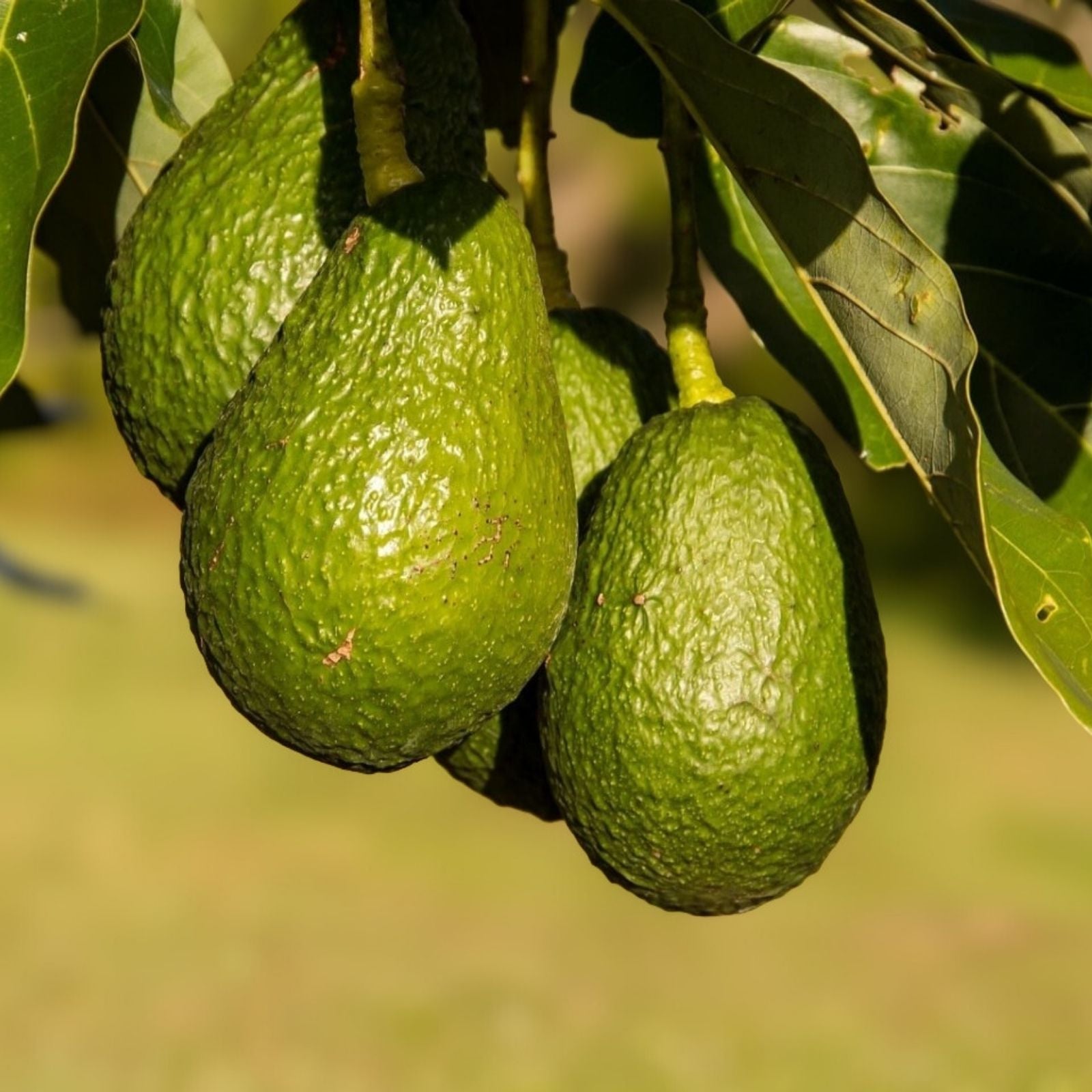 HASS Avocado Cuttings 4 Scions Grafting Persea americana Fruit Tree Propagation Live Plant