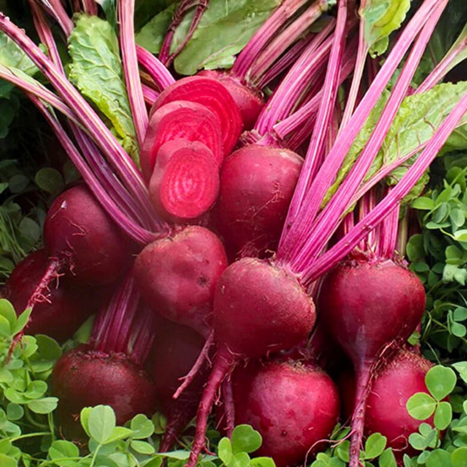 Heirloom Radish Seeds French Breakfast Non-GMO Raphanus sativus Vegetable Seeds 50+