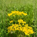 Aurea Potentilla Perennial Seeds 5000 Count - Bright Yellow Flowers, Hardy Garden Plant, Potentilla aurea, Live Plant, Starter Plant