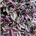 Burgundy Tradescantia Zebrina Cutting - Live Wandering Jew Plant, Indoor Houseplant, Trailing, Easy Care, Unrooted Starter Plant
