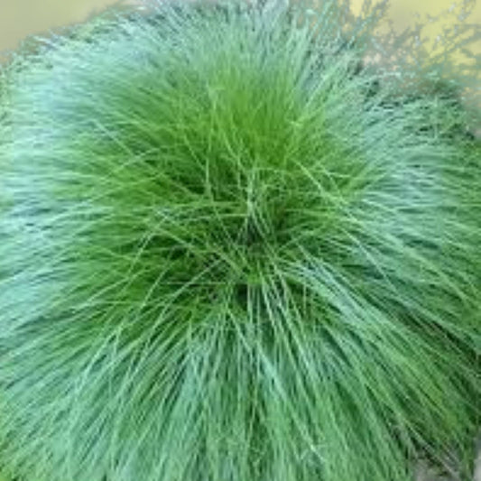 Little Bluestem Grass Seeds 200 Organic Schizachyrium scoparium Native USA Ornamental Grass Seed