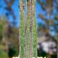 Rare Peniocereus greggii Succulent Pups - Desert Cactus Propagation Lot - Unique Succulent Plant Variety