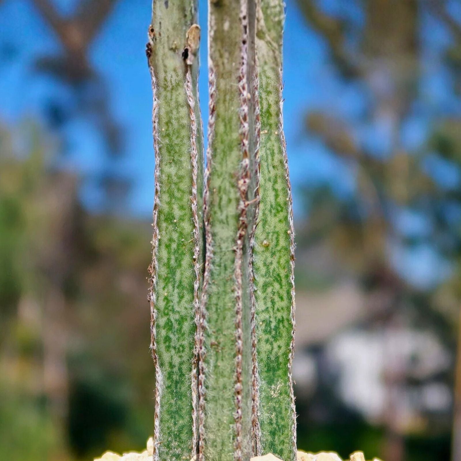 Rare Peniocereus greggii Succulent Pups - Desert Cactus Propagation Lot - Unique Succulent Plant Variety