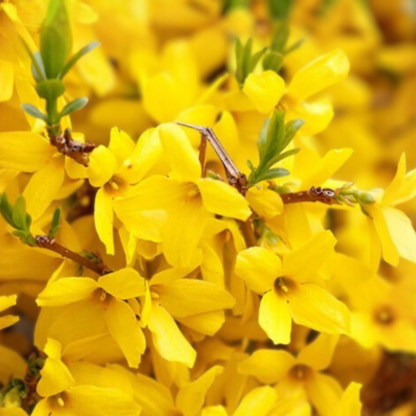 Forsythia Bush Live Plant Bare Root 12-24 Inches Spring Blooming Shrub Forsythia x intermedia
