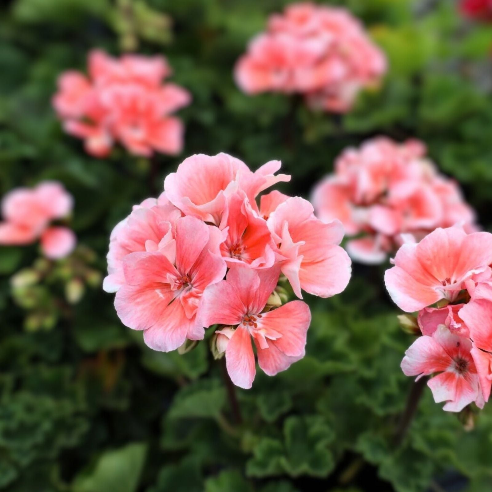 Geranium Cuttings Salmon-Pink Upright Pelargonium 4-Pack Gardening Plants | Rooting Plants for Garden Bed and Container
