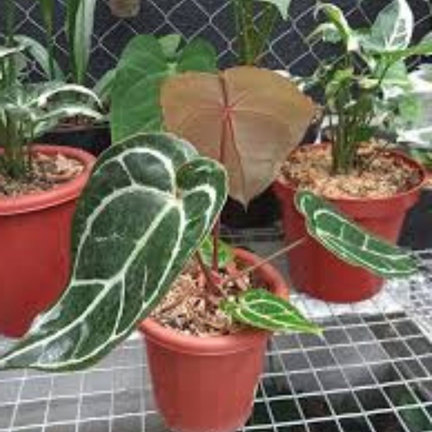 Anthurium Red Crystallinum x Crystallinum Live Plant Cutting - Tropical Indoor Houseplant, Starter Bare Root, New Harvest