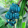 Blue Java Banana Tree Starter Plant – Musa acuminata Tropical Ice Cream Variety Live Plant
