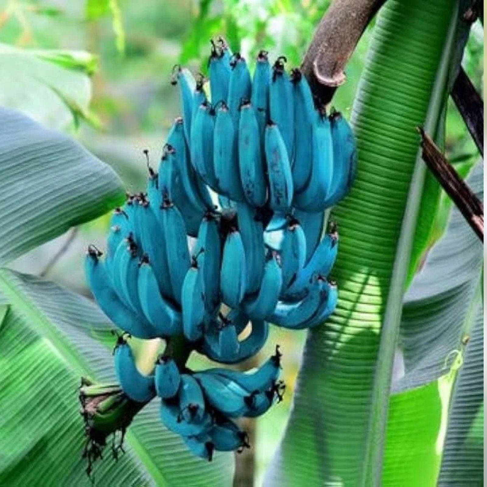 Blue Java Banana Tree Starter Plant – Musa acuminata Tropical Ice Cream Variety Live Plant