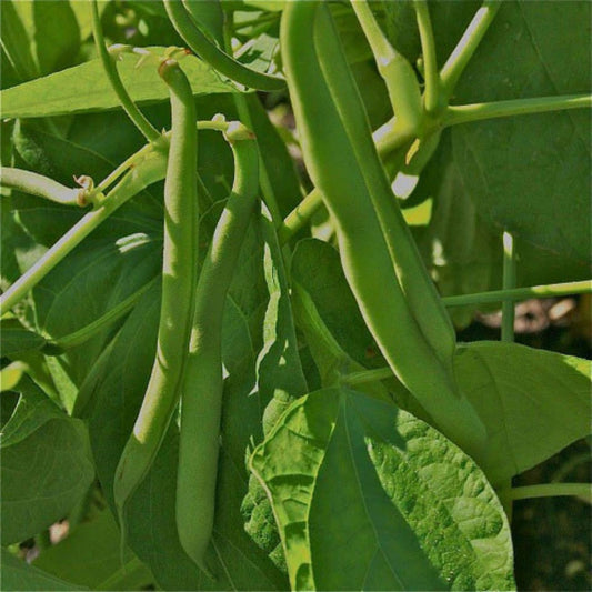 Heirloom Provider Bush Bean Seeds Organic Non-GMO Green Beans Vegetable Garden Starter Plants 100+