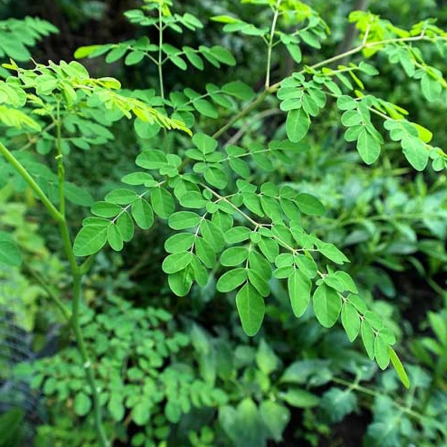 Moringa Oleifera Live Cuttings, Organic Non-GMO Starter Plants, Drumstick Tree Seeds, Horseradish Tree, Gardening Supplies