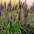 Dwarf Black Fountain Grass Seeds Pennisetum alopecuroides Organic Live Plant Starter for Landscaping Garden