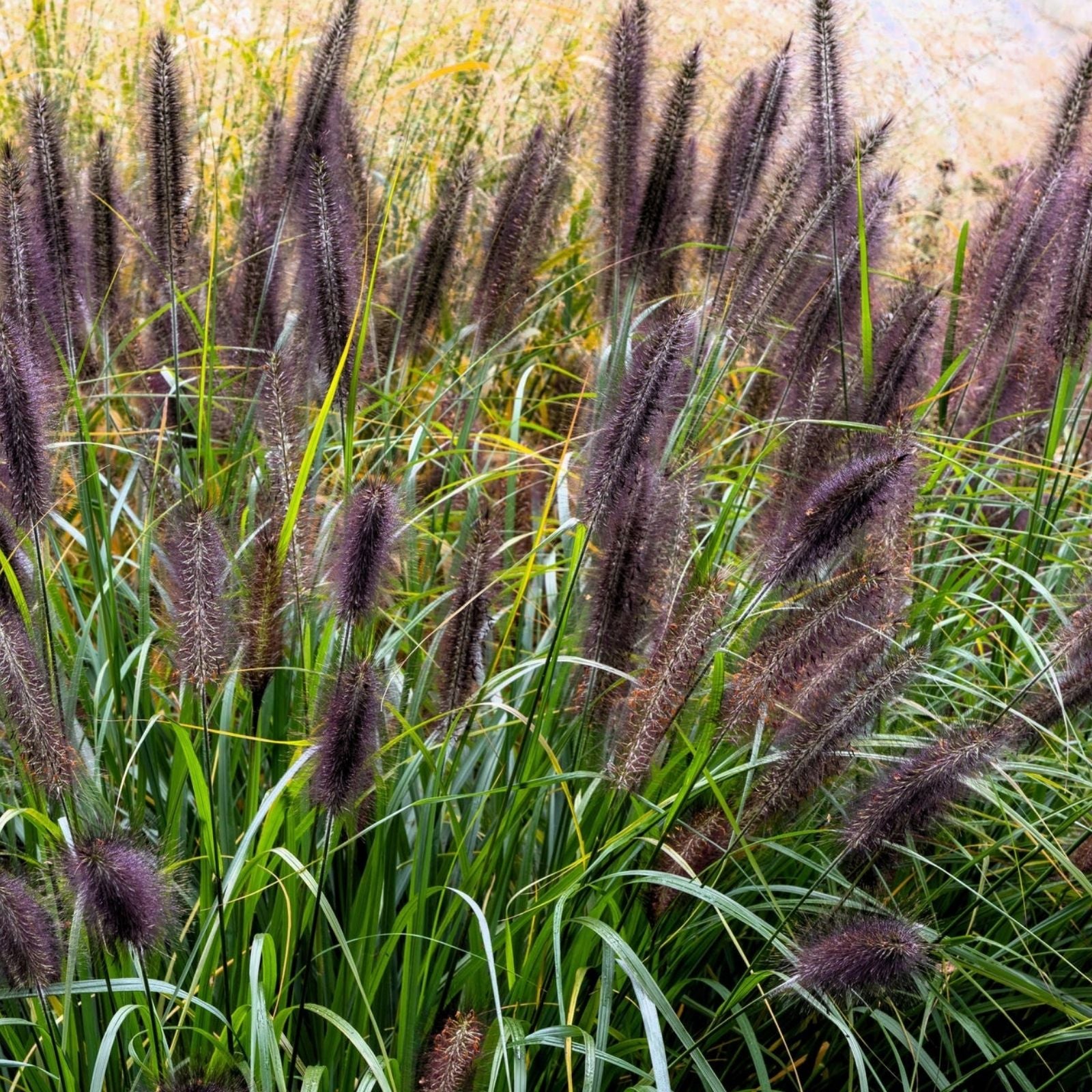 Dwarf Black Fountain Grass Seeds Pennisetum alopecuroides Organic Live Plant Starter for Landscaping Garden