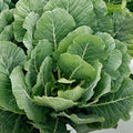 Heirloom Collard Greens Seeds Vates Variety Non-GMO Brassica oleracea var. acephala 50+ Seeds Gardening