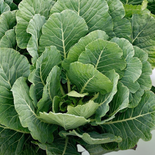 Heirloom Collard Greens Seeds Vates Variety Non-GMO Brassica oleracea var. acephala 50+ Seeds Gardening