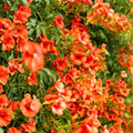 Trumpet Creeper Seeds Campsis radicans Perennial Flower Vine Live Plant Cutting Bare Root Starter Plant 100+ Seeds USA Seller
