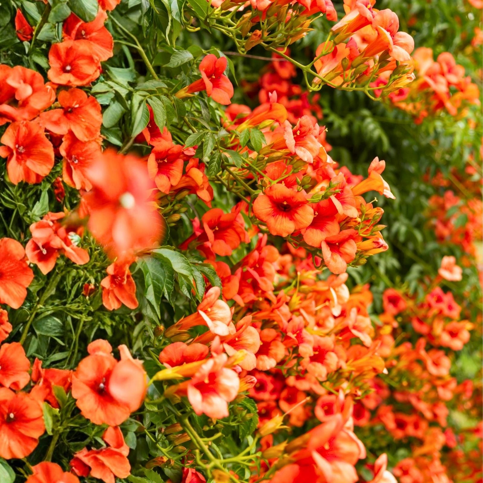 Trumpet Creeper Seeds Campsis radicans Perennial Flower Vine Live Plant Cutting Bare Root Starter Plant 100+ Seeds USA Seller