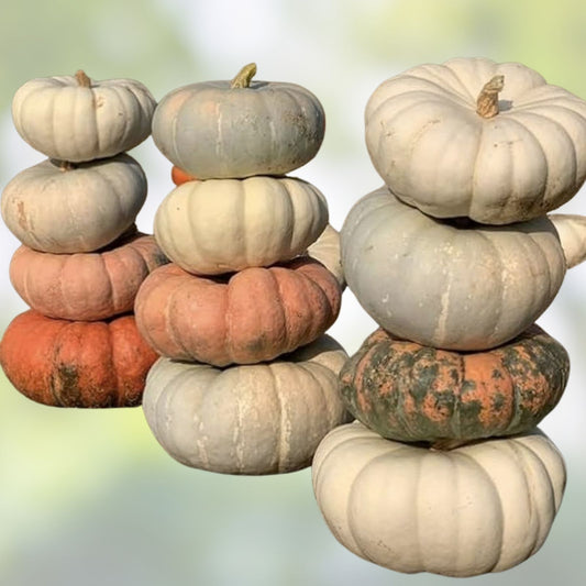 Organic Stacker Pumpkin Seeds 10 Pack Heirloom Cucurbita pepo Planting Seeds Bare Root Starter Plant