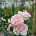 New Dawn Climbing Rose Cuttings – 6 Fresh Unrooted Rosa 'New Dawn' Garden Planting Material
