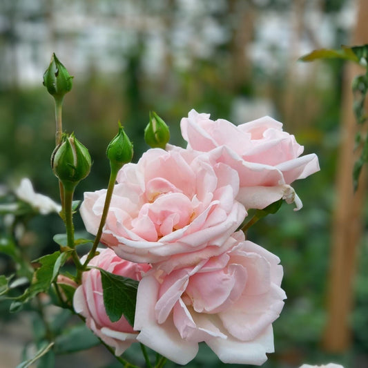 New Dawn Climbing Rose Cuttings – 6 Fresh Unrooted Rosa 'New Dawn' Garden Planting Material