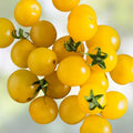 Yellow Cherry Tomato Seeds 100 Organic Heirloom Non-GMO Starter Plant for Home Garden Containers