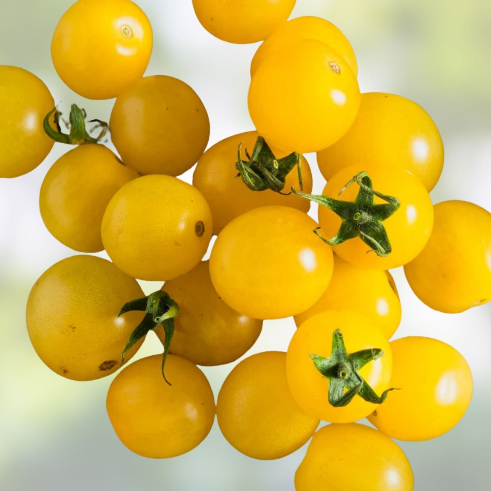 Yellow Cherry Tomato Seeds 100 Organic Heirloom Non-GMO Starter Plant for Home Garden Containers
