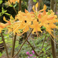 Aromi Azalea Gold Strike Starter Plant Rhododendron Deciduous Small Live Plant