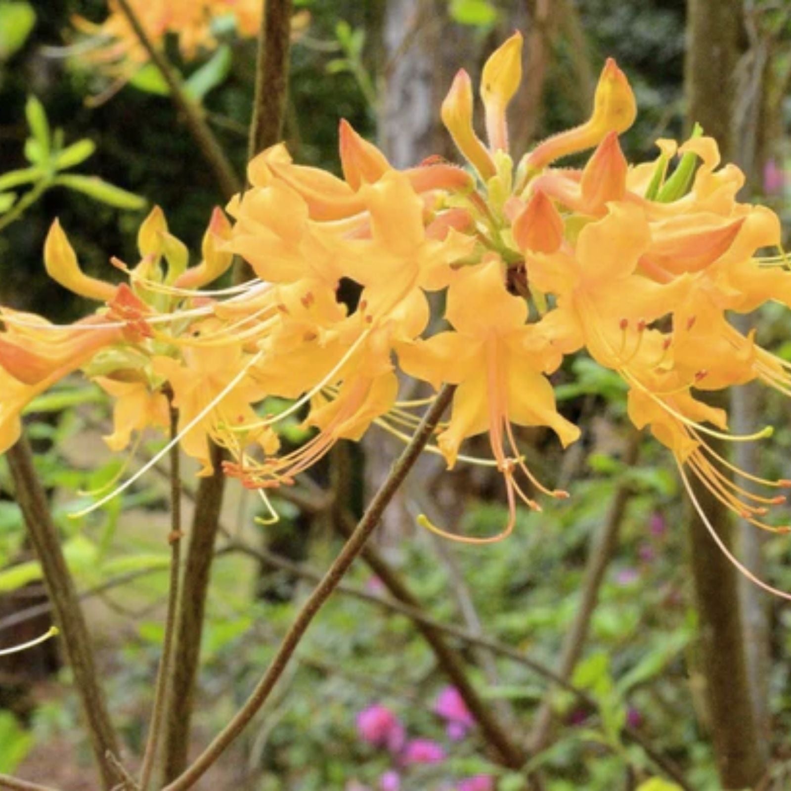 Aromi Azalea Gold Strike Starter Plant Rhododendron Deciduous Small Live Plant