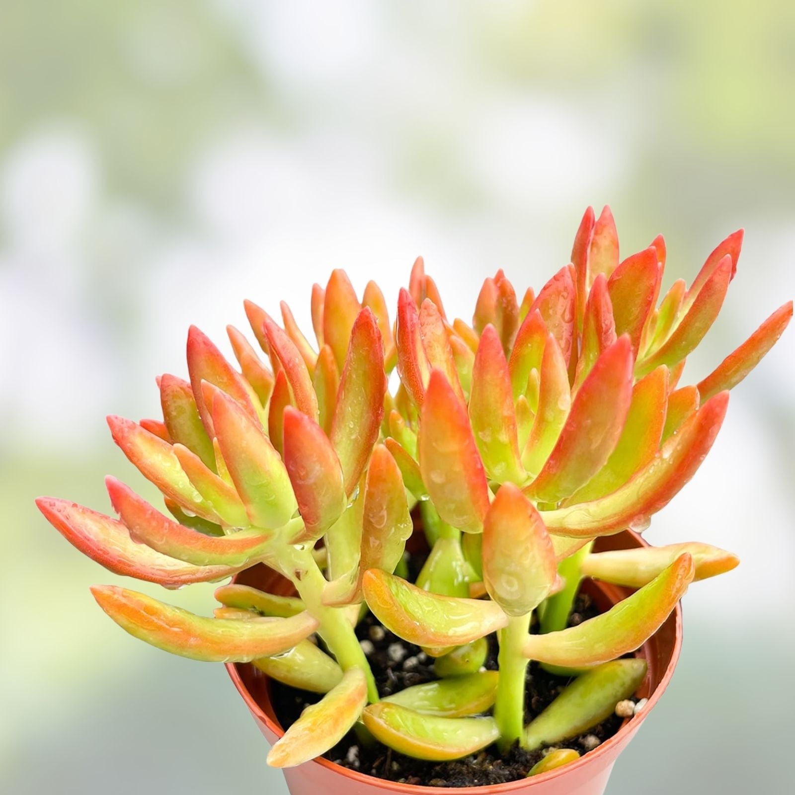Succulent Cuttings 5-Pack Firestorm Sedum adolphi Live Plants, Yellow Red Foliage, Easy Care Houseplants, Starter Plants