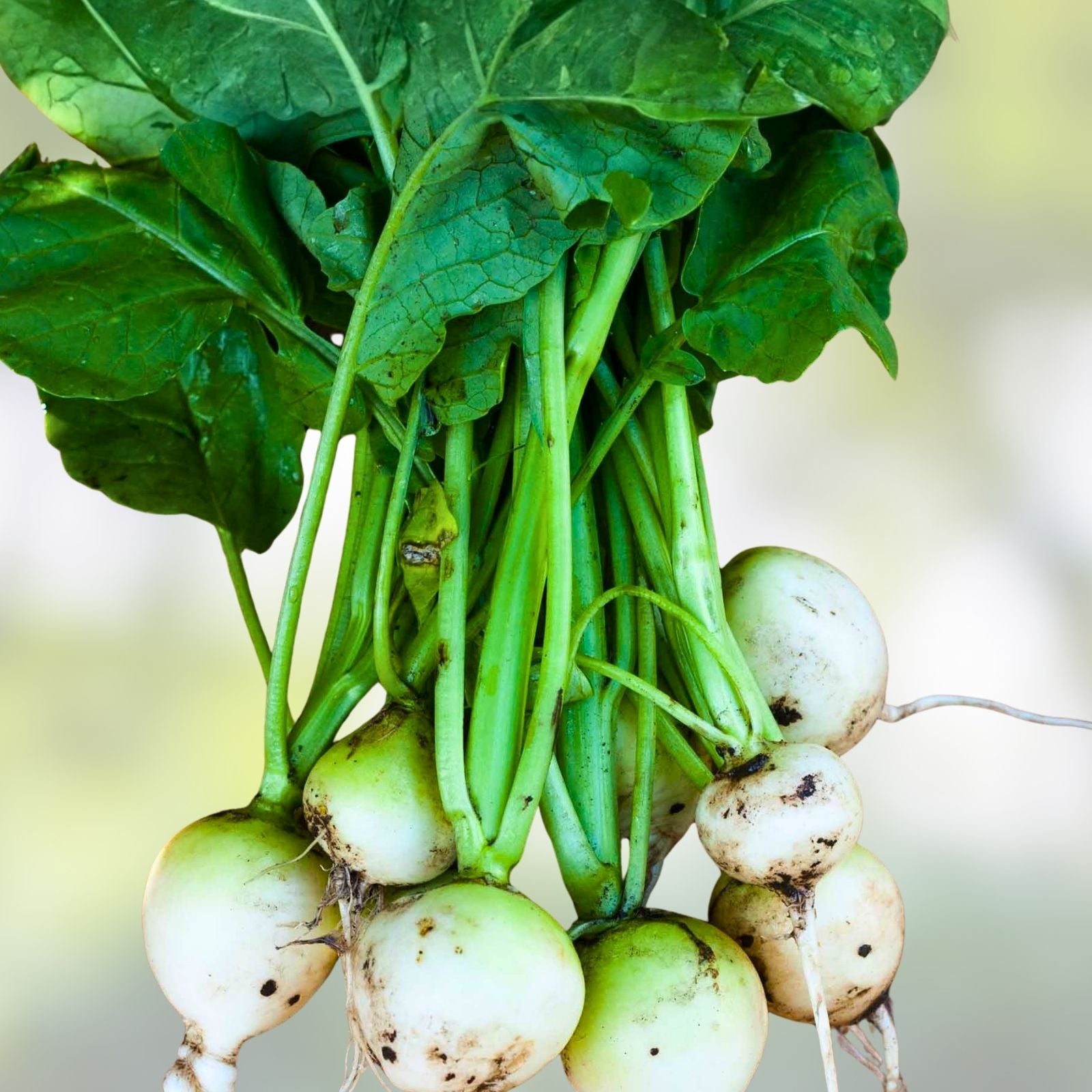 Organic White Egg Turnip Seeds Heirloom Brassica rapa Vegetable Seeds 50+ Starter Plants, Live Plant, Cutting, Bare Root