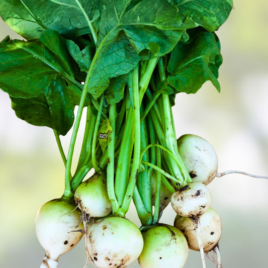 Organic White Egg Turnip Seeds Heirloom Brassica rapa Vegetable Seeds 50+ Starter Plants, Live Plant, Cutting, Bare Root