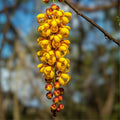 Bronze Shower Tree Seeds 10 Pack - Cassia moschata Tropical Flowering Plant for Garden Landscape - New Harvest Quality