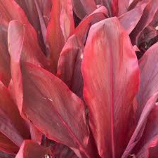 Hawaiian Ti Leaf Cuttings 6-Inch Mixed Green Pink Red Starter Logs Cordyline fruticosa x10 Live Plant Clippings