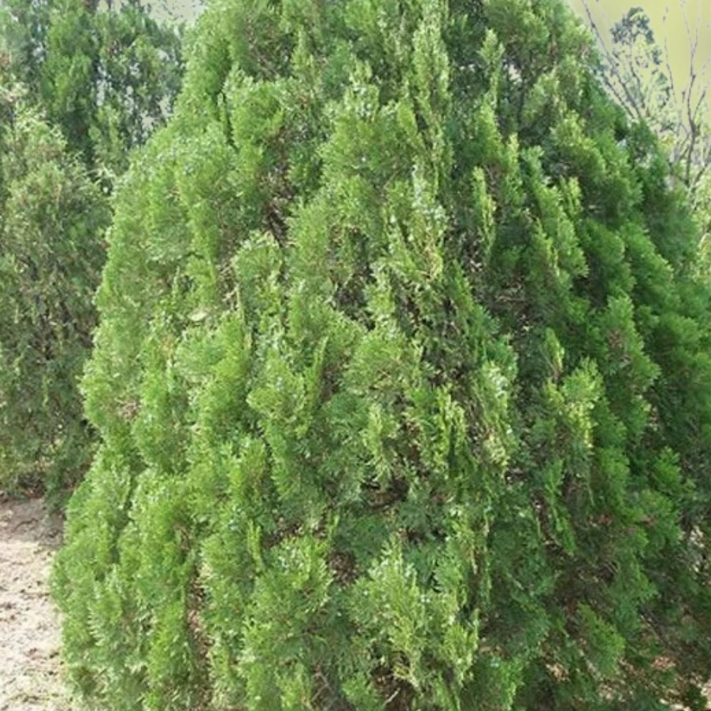 30 Oriental Arborvitae Seeds Evergreen Drought-Resistant Fast-Growing Tree Seeds Platycladus orientalis