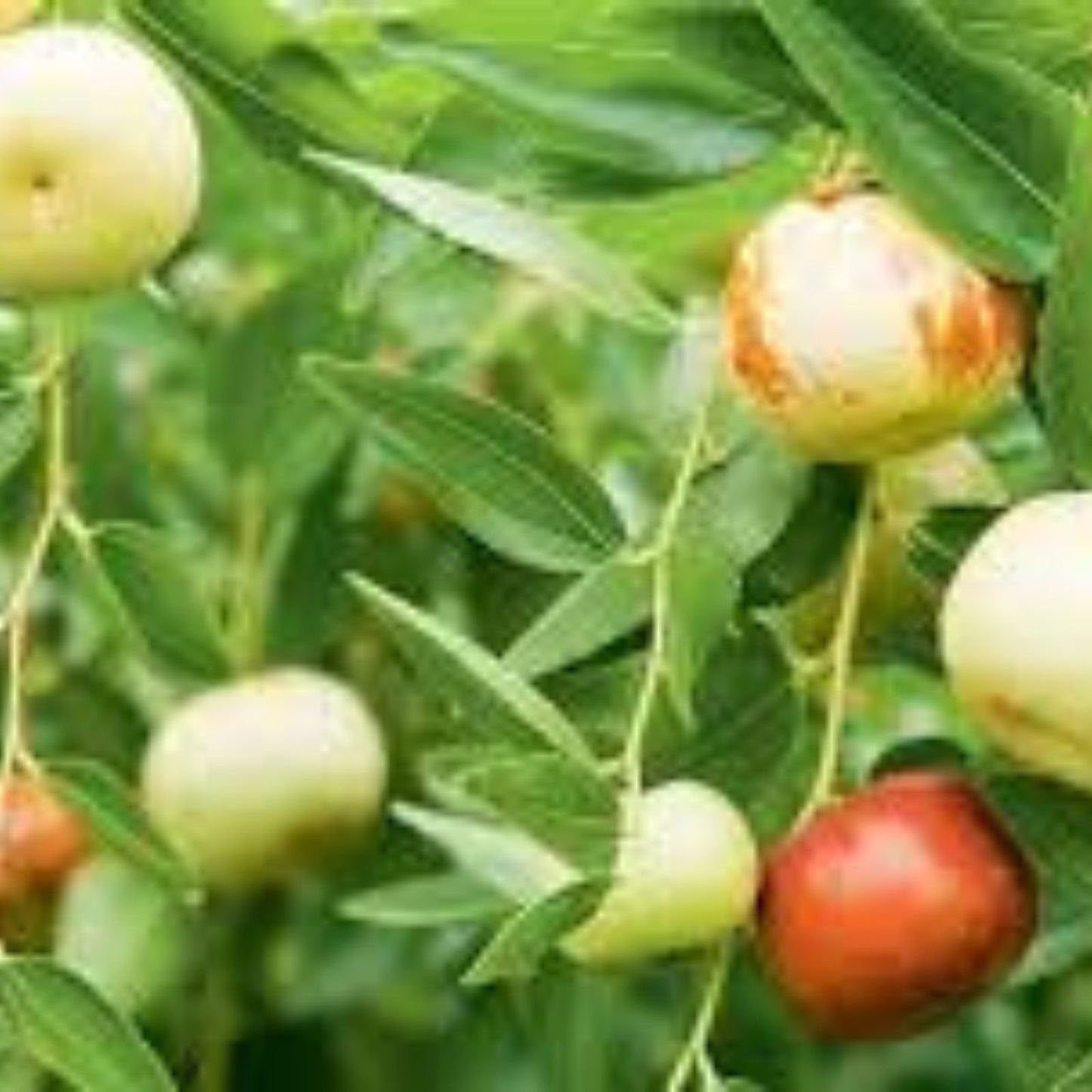 Sour Jujube Tree Cutting 4" Graft Plant Ziziphus jujuba Rootstock for Fruit Production and Grafting