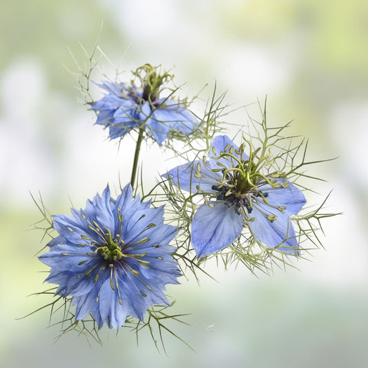 Love in a Mist Flower Seeds 500 Count – Nigella damascena Blue & White Varieties, Easy to Grow Annual Garden Seeds