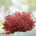 Burning Bush Cuttings Euonymus alatus 15 Unrooted Live Shrubs Fall Foliage Ornamental Garden Plants