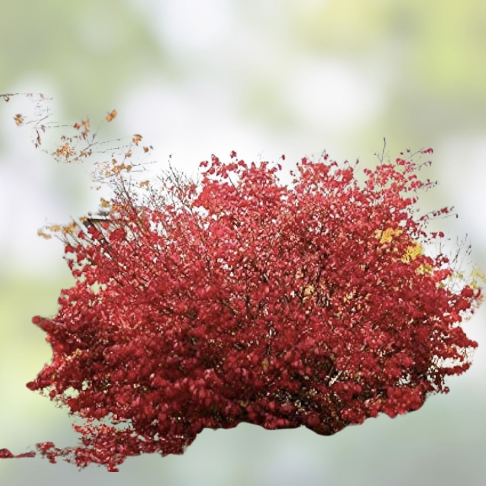 Burning Bush Cuttings Euonymus alatus 15 Unrooted Live Shrubs Fall Foliage Ornamental Garden Plants