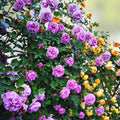 Purple Lavender Heirloom Hybrid Tea Rose Bush – Fragrant Garden Plant – Rosa hybrid live plant, flowering shrub, garden rose, starter plant