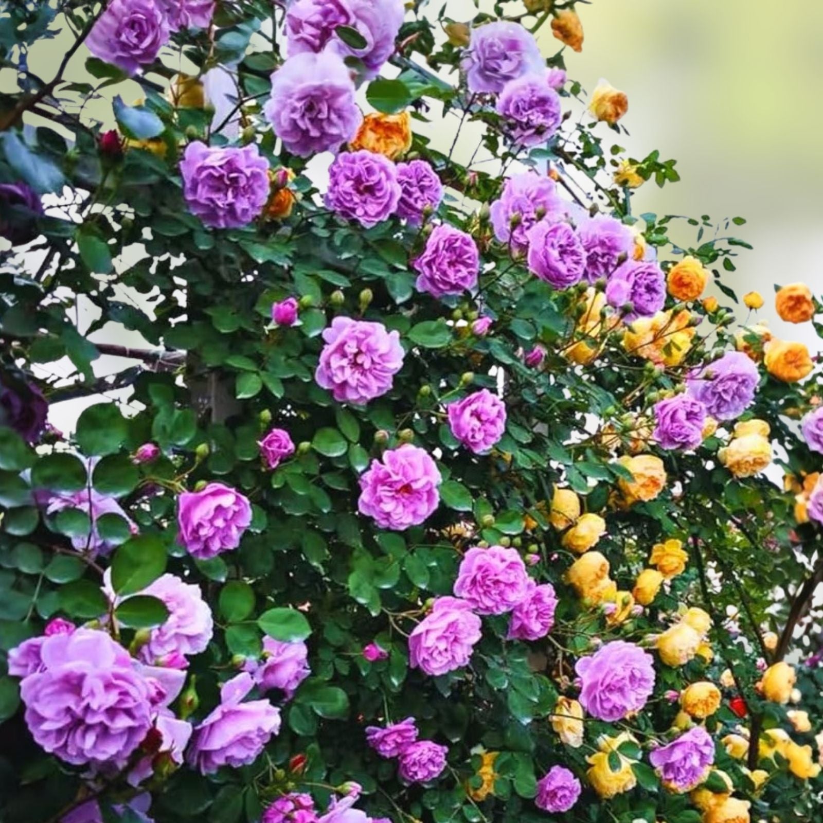 Purple Lavender Heirloom Hybrid Tea Rose Bush – Fragrant Garden Plant – Rosa hybrid live plant, flowering shrub, garden rose, starter plant