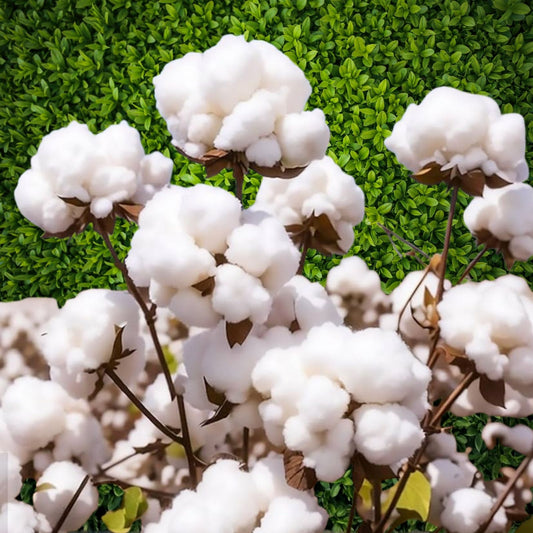 American Cotton Seeds for Planting – 100 Organic Gossypium hirsutum Heirloom Cotton Seeds Pack