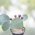 Opuntia Engelmannii var Lindheimeri Cristata Cactus Cutting – Unique Hardy Succulent Plant, 7x5 Inches, Fresh Stock