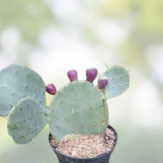 Opuntia Engelmannii var Lindheimeri Cristata Cactus Cutting – Unique Hardy Succulent Plant, 7x5 Inches, Fresh Stock