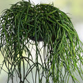 Rhipsalis heteroclada Orchid Cactus Live Plant Cuttings 11 Pack Indoor Succulent Easy Care Houseplant