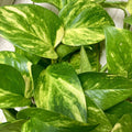 12 Rooted Indoor Houseplant Cuttings Ferns Pothos Wandering Jew Arrowhead Vines Collection