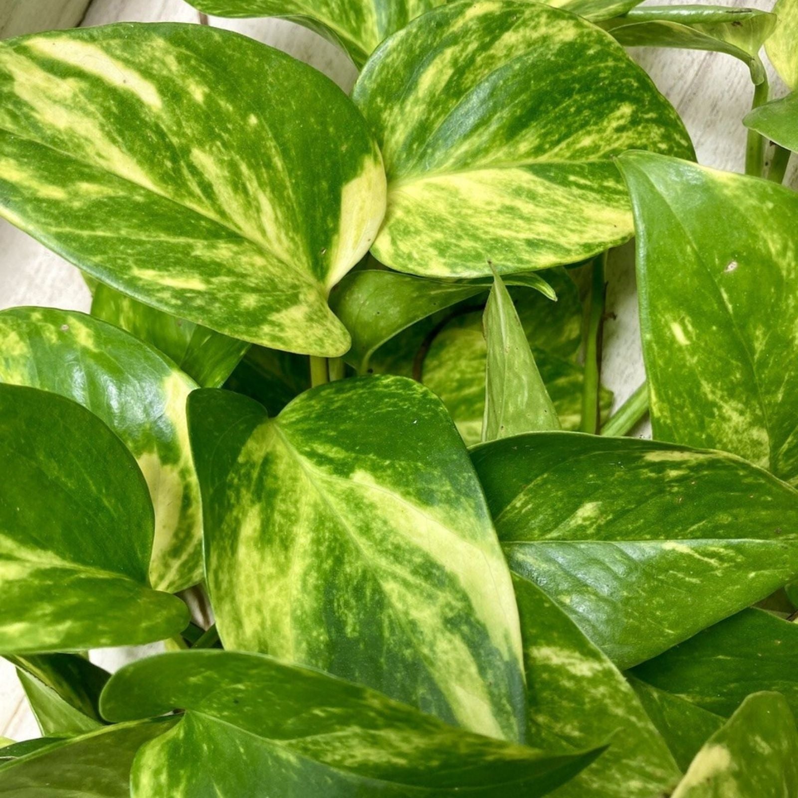 12 Rooted Indoor Houseplant Cuttings Ferns Pothos Wandering Jew Arrowhead Vines Collection